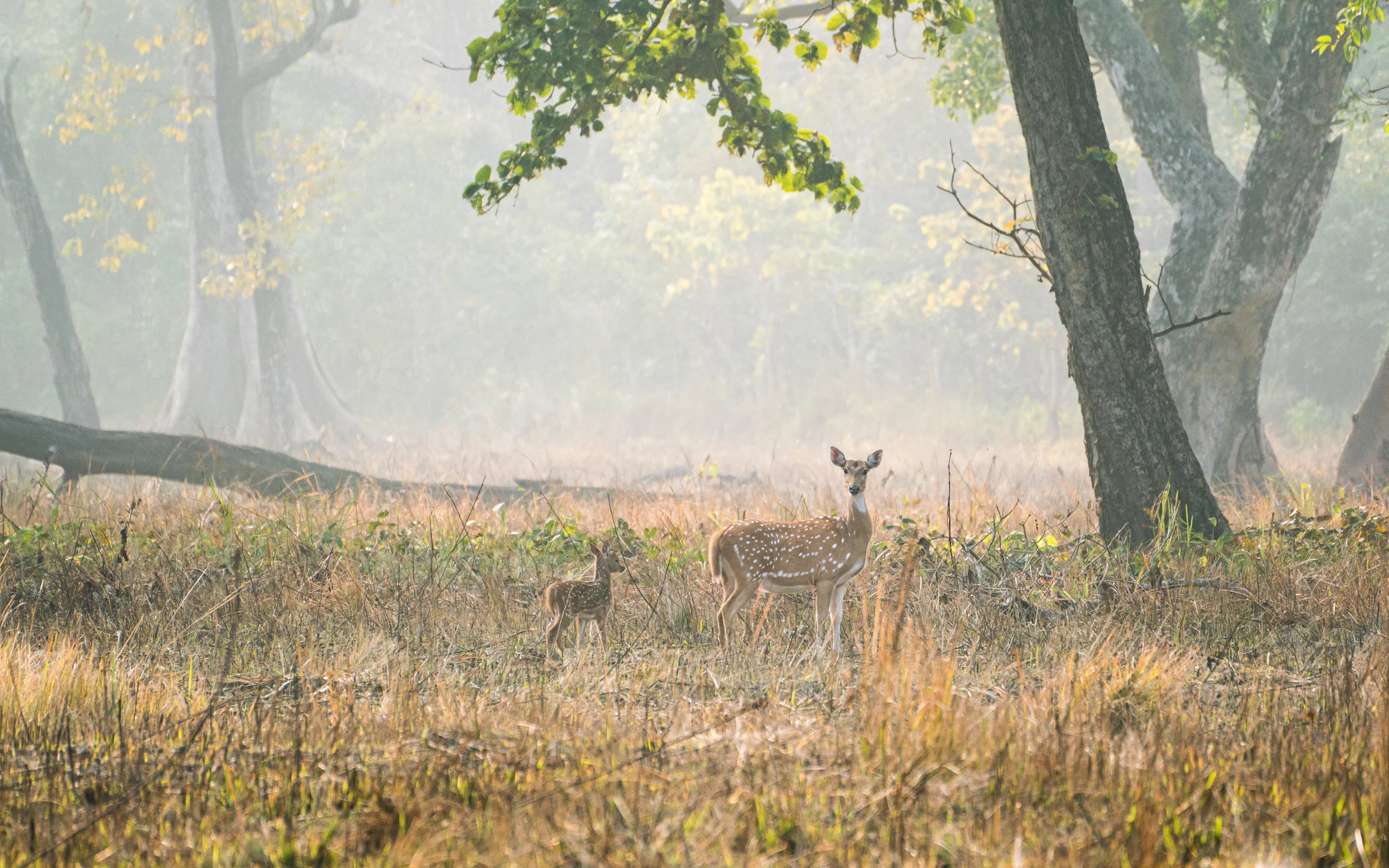 Jungle safari Bardia Nepal