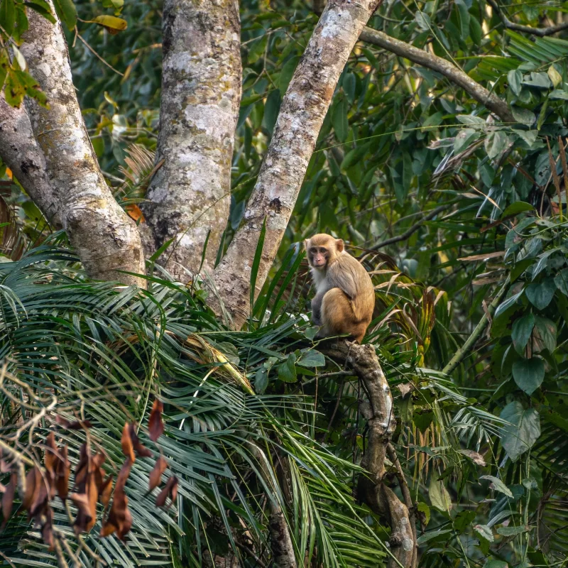 Walk jungle safari in Bardiya