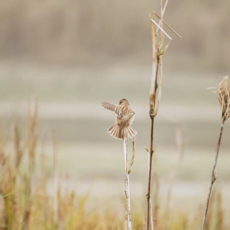Birdwatching in Bardia National Park