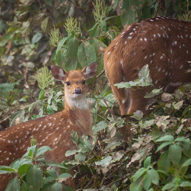 Young spotted deer