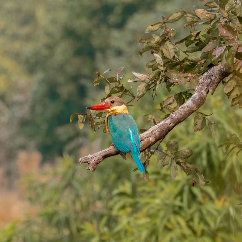 Stork-billed kingfisher on a branch