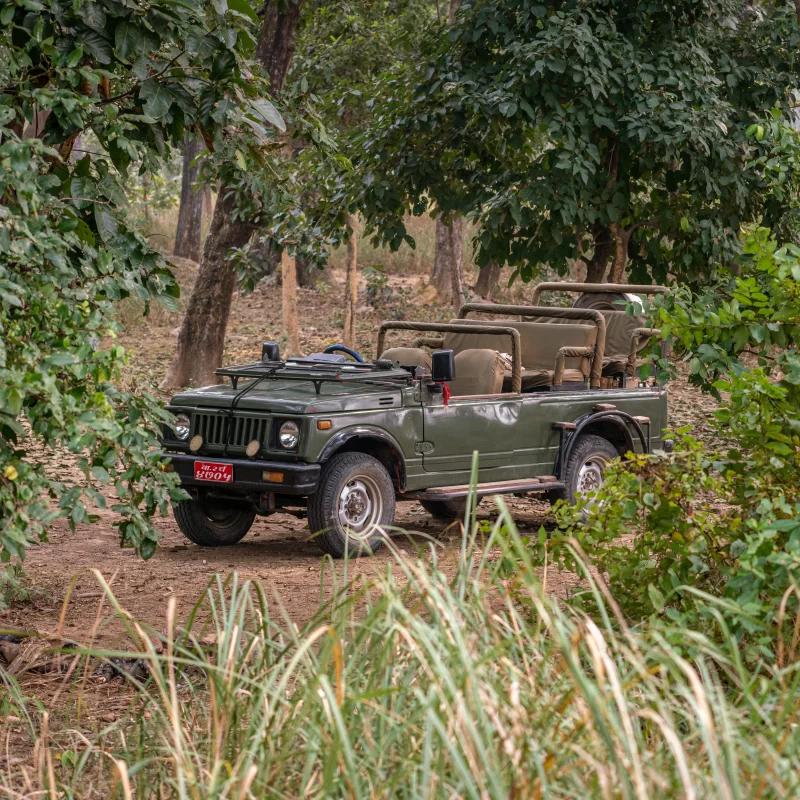 Safari jeep in the jungle