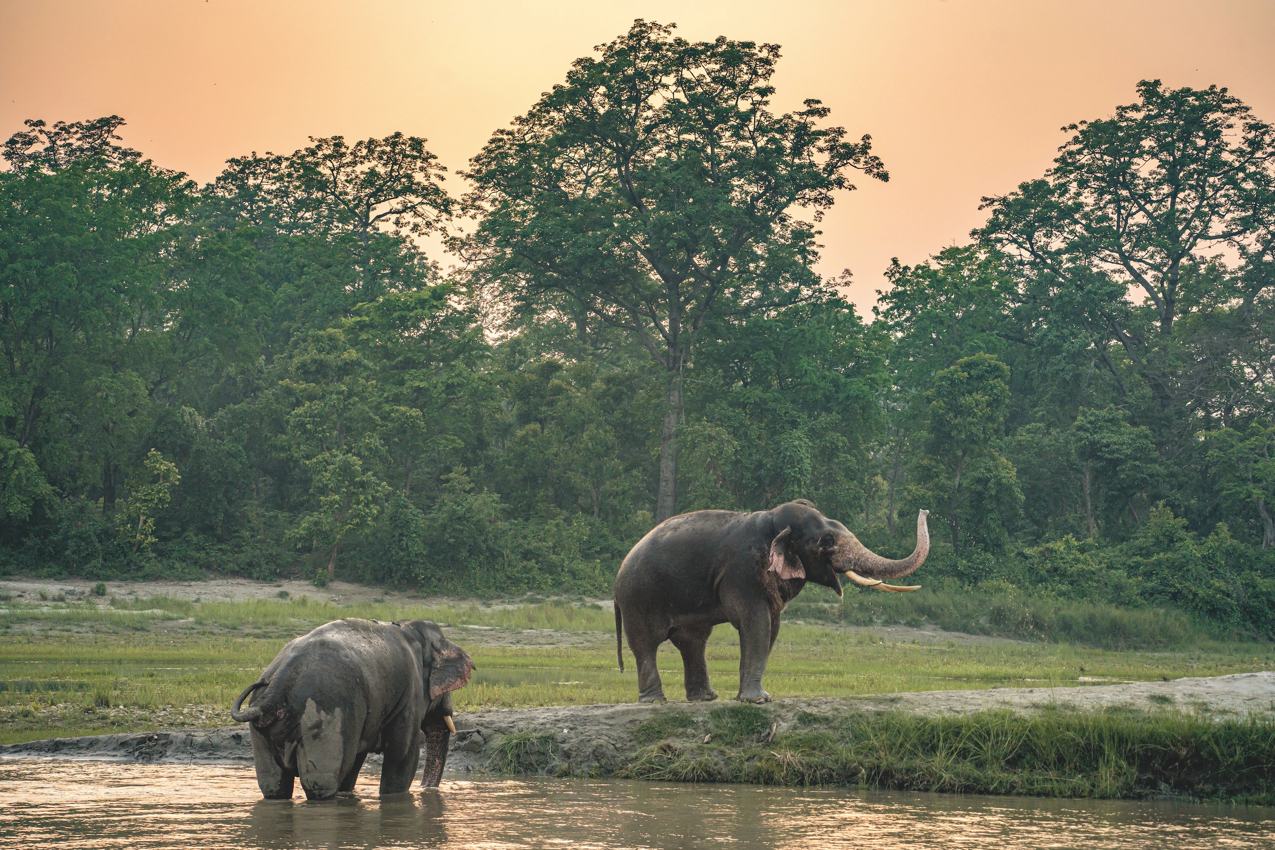Wild elephants bardia nepal