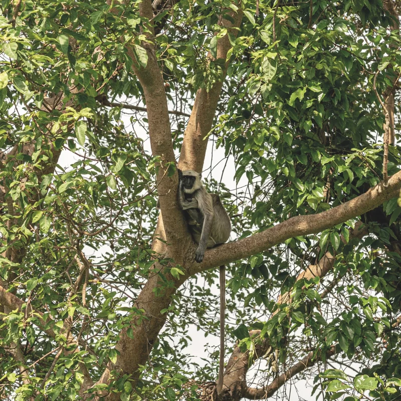 Bardia National Park safari