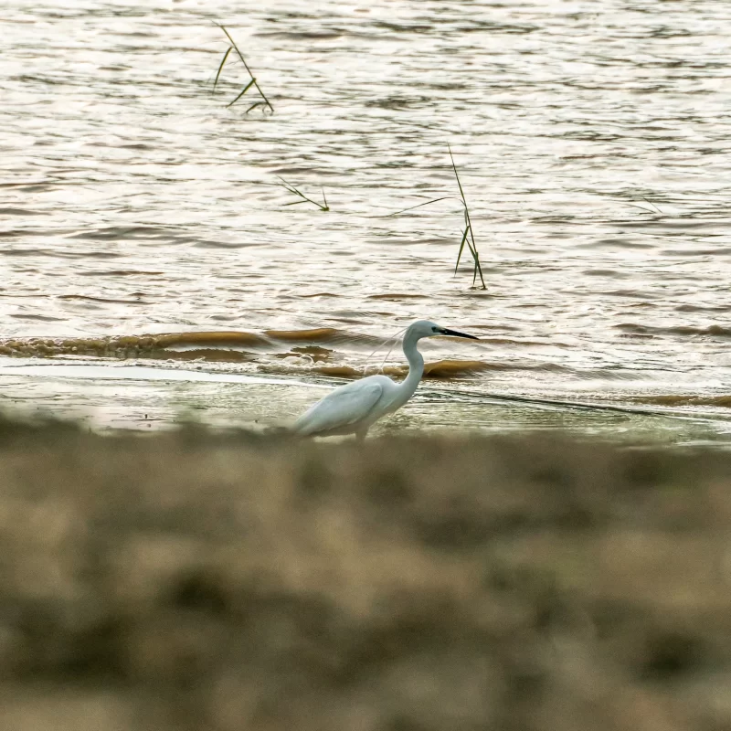 Bardia National Park birdwatching