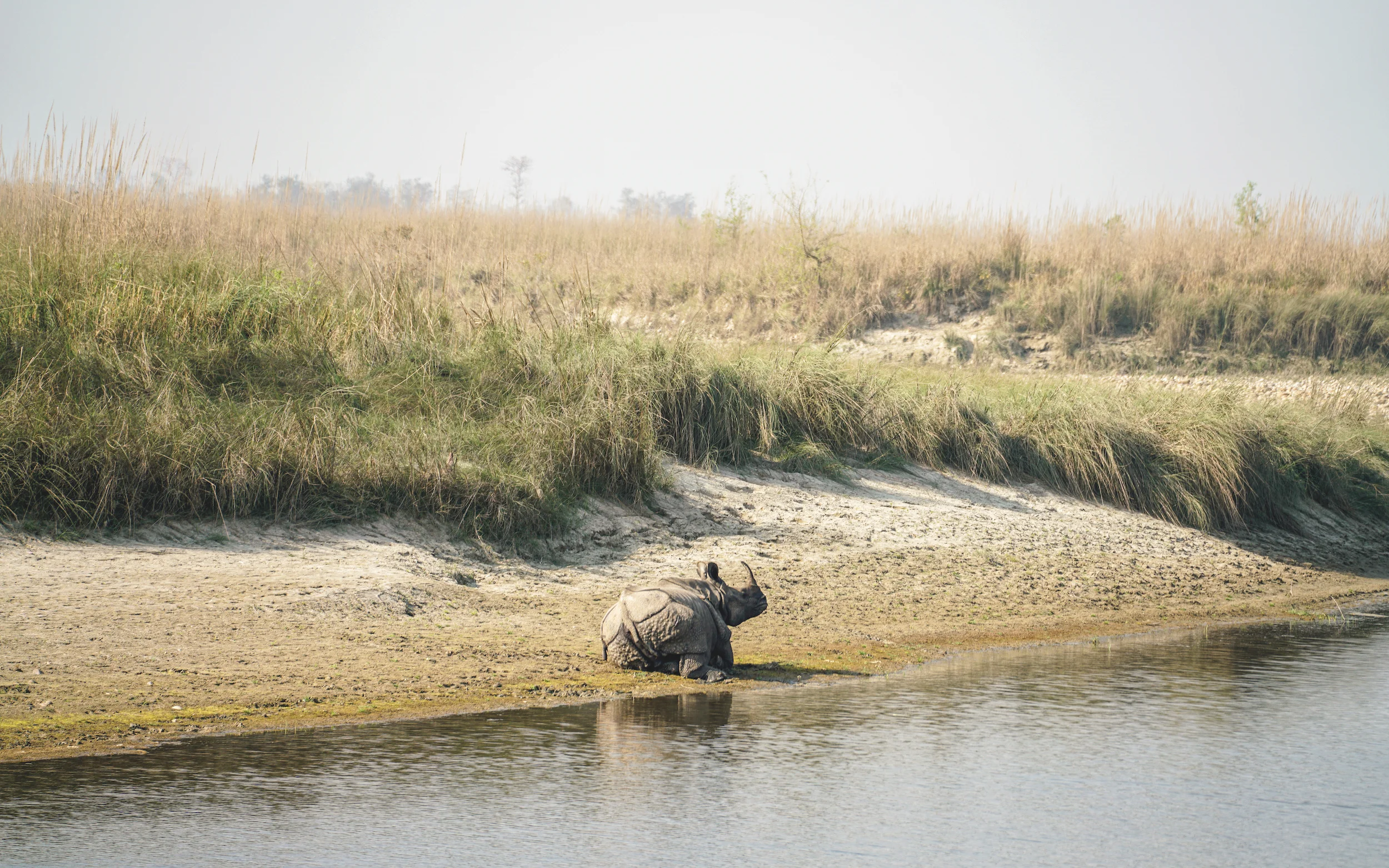 Rhinoceros Bardia National Park