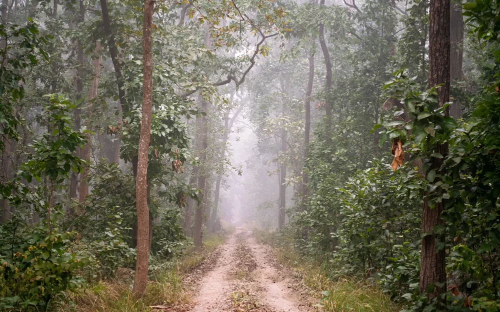 A misty path in there jungle of Bardia