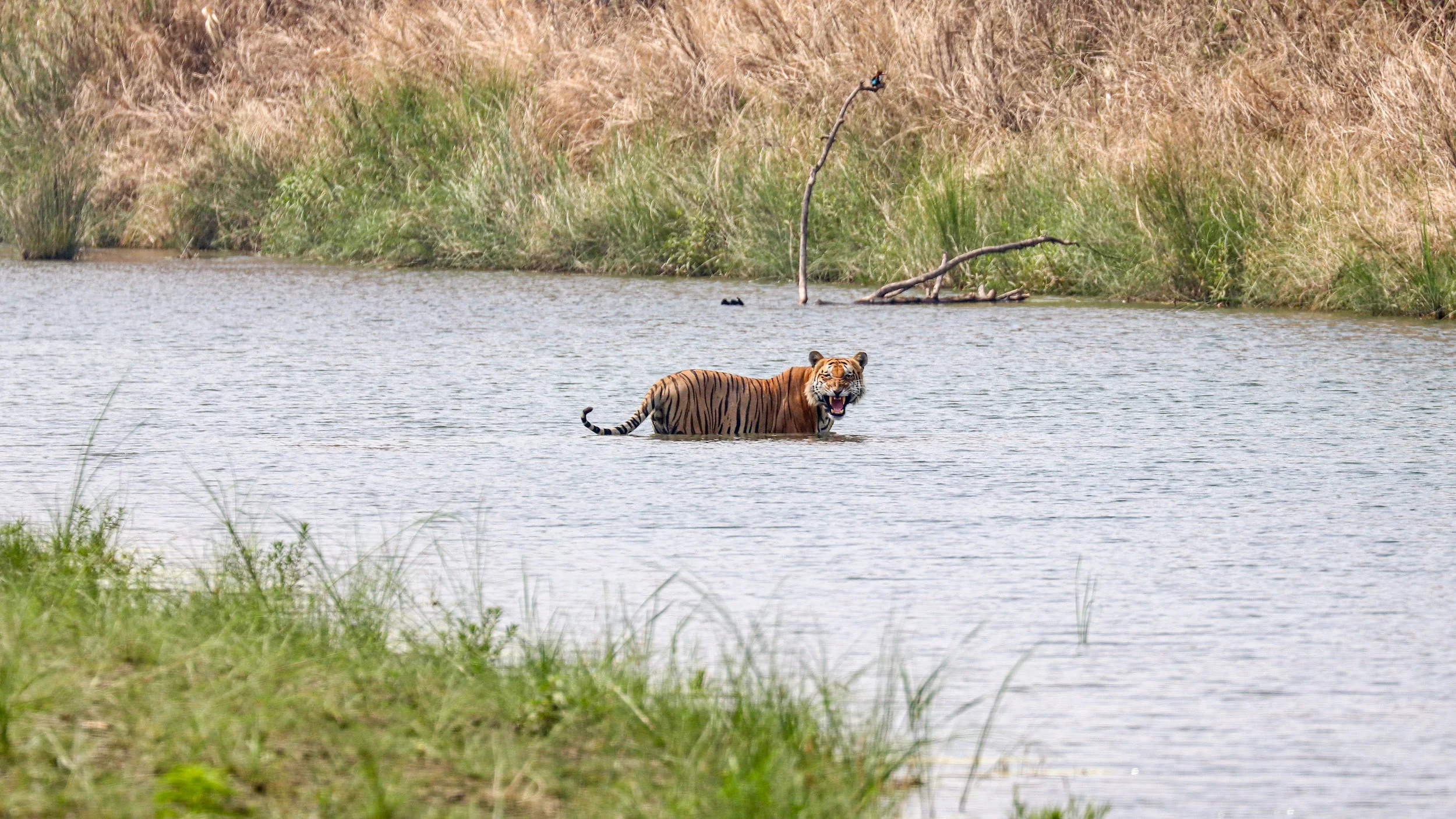 Tiger Bardia National Park