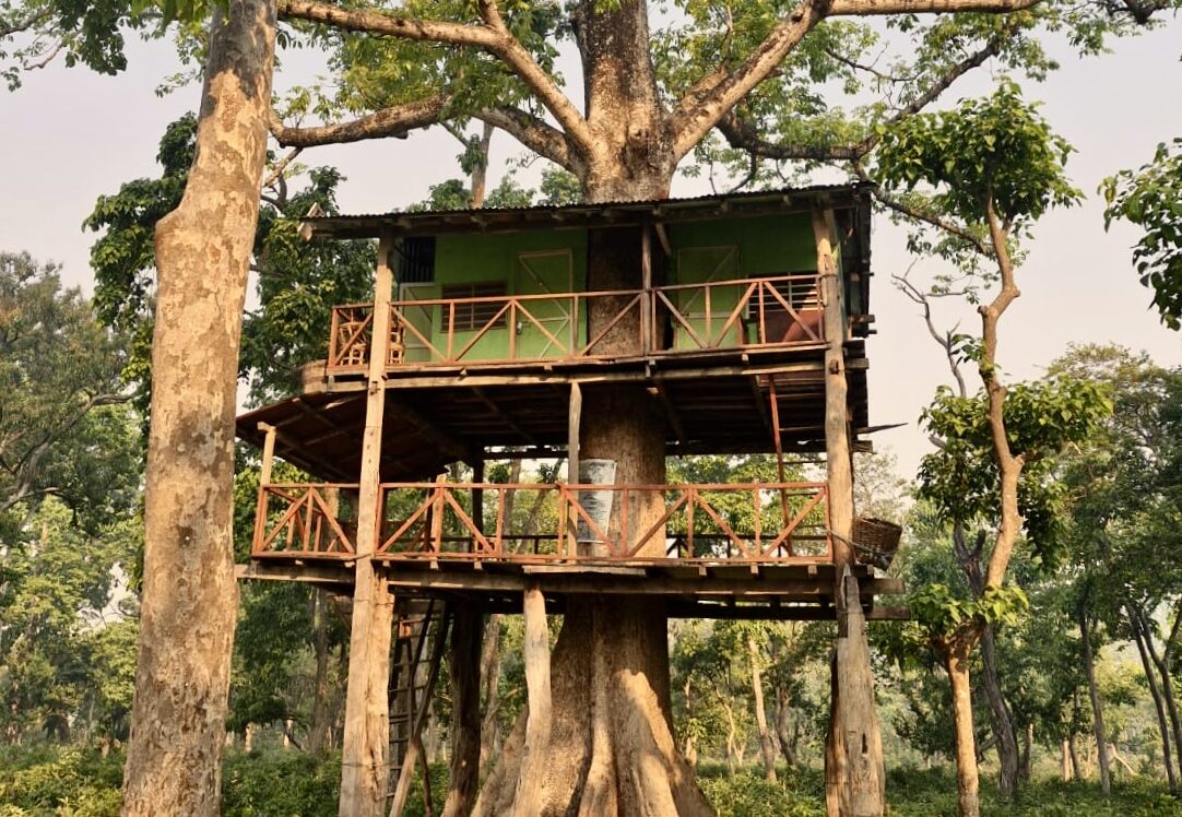 Tree house in the Jungle