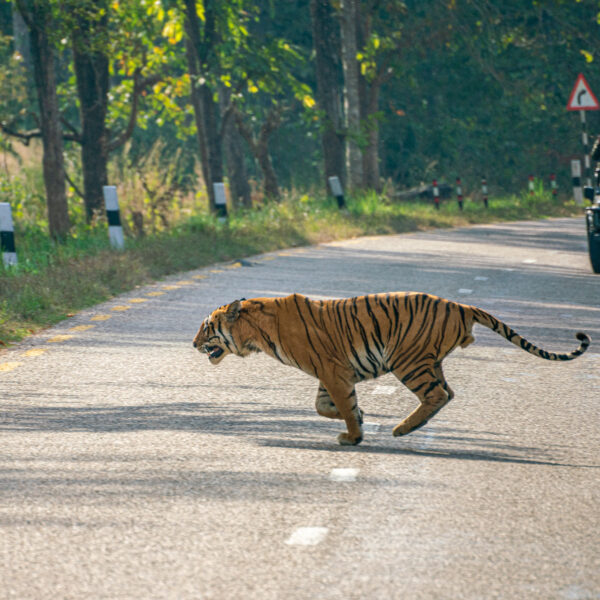 Wild Bengal Tiger crossing the Highway