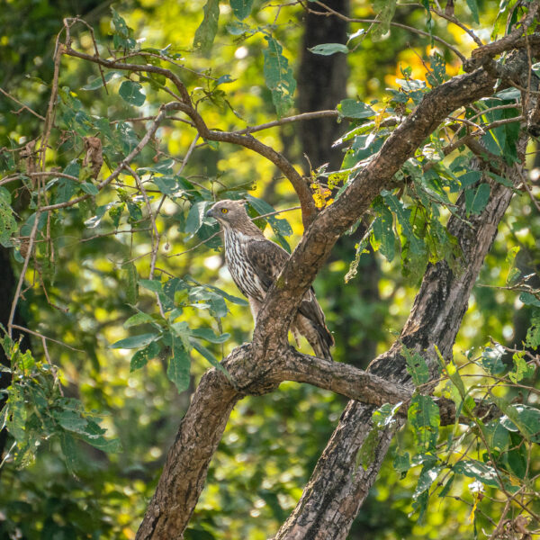 Eagle on a tree