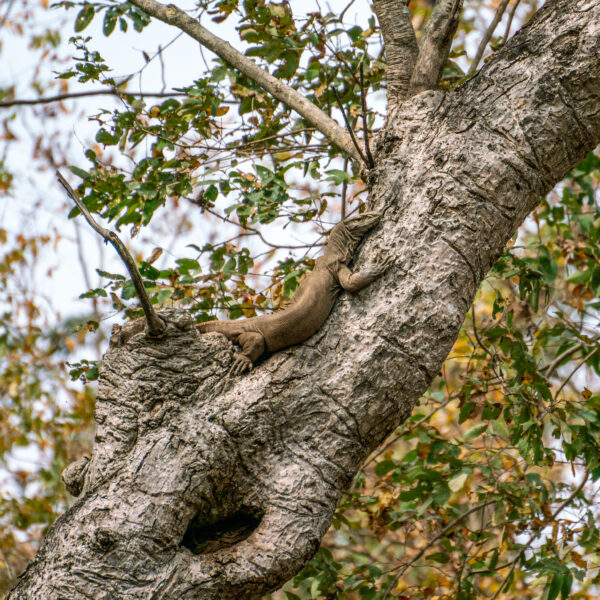 Monitor lizard on a tree