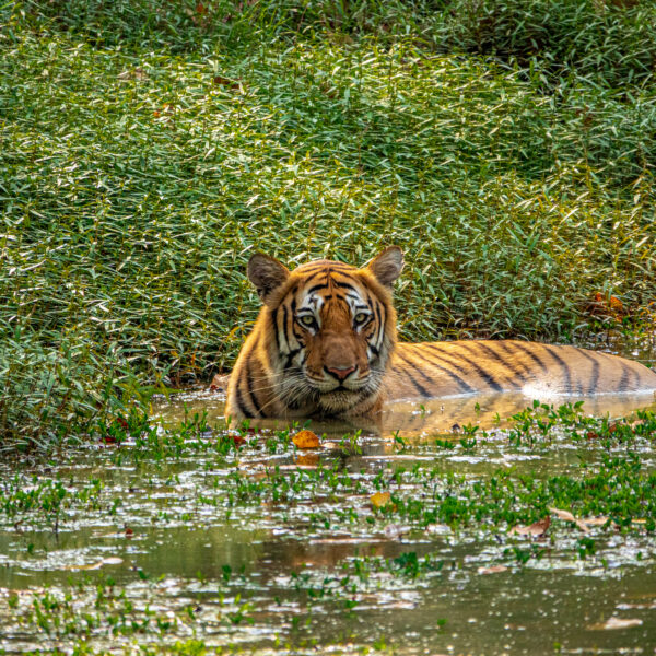 Wild tiger taking a bath
