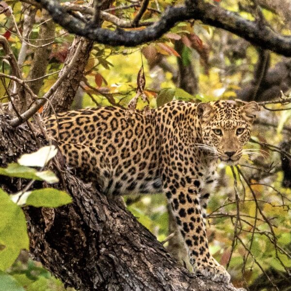Wild leopard in Bardia National Park