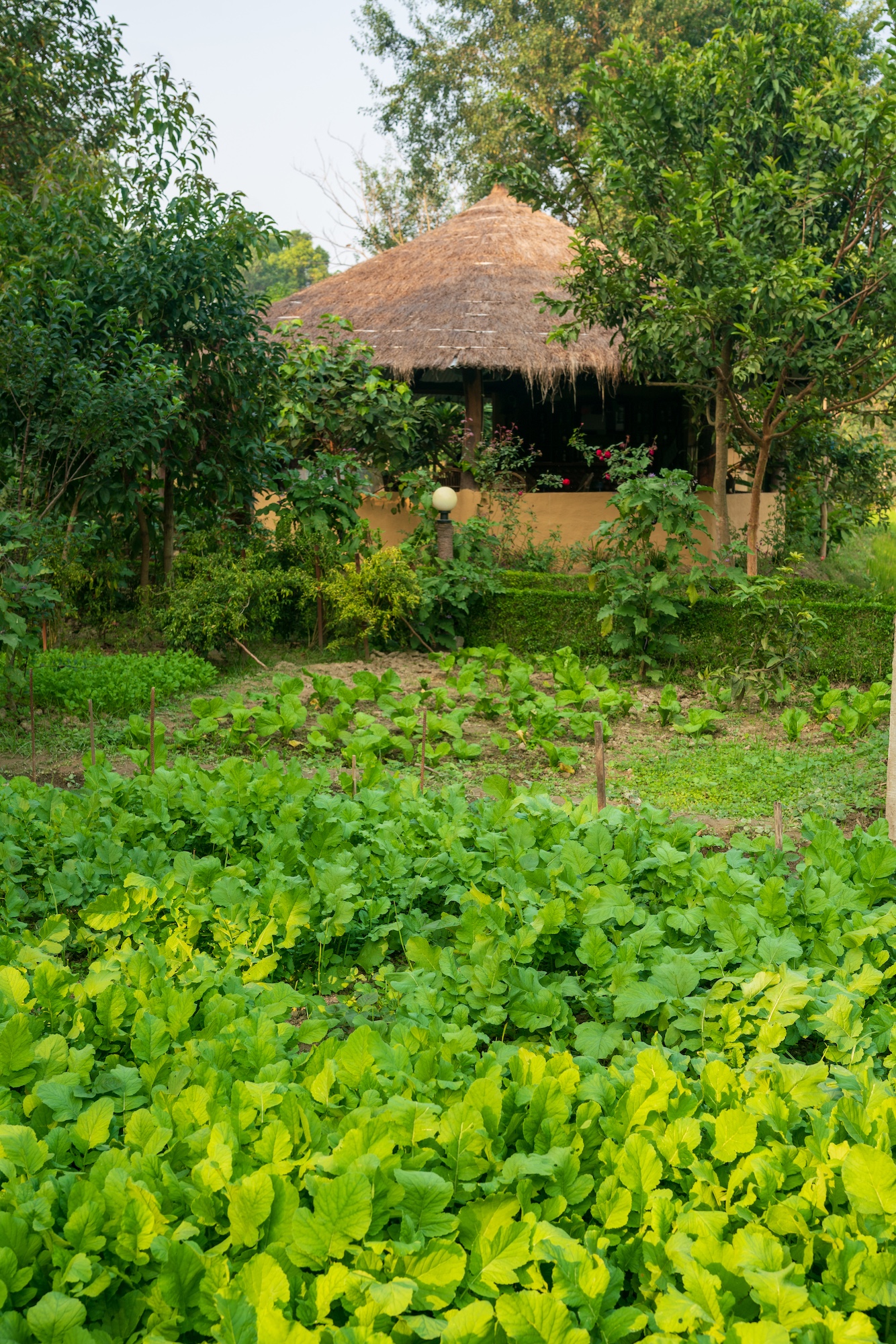 Vegetable garden at the property
