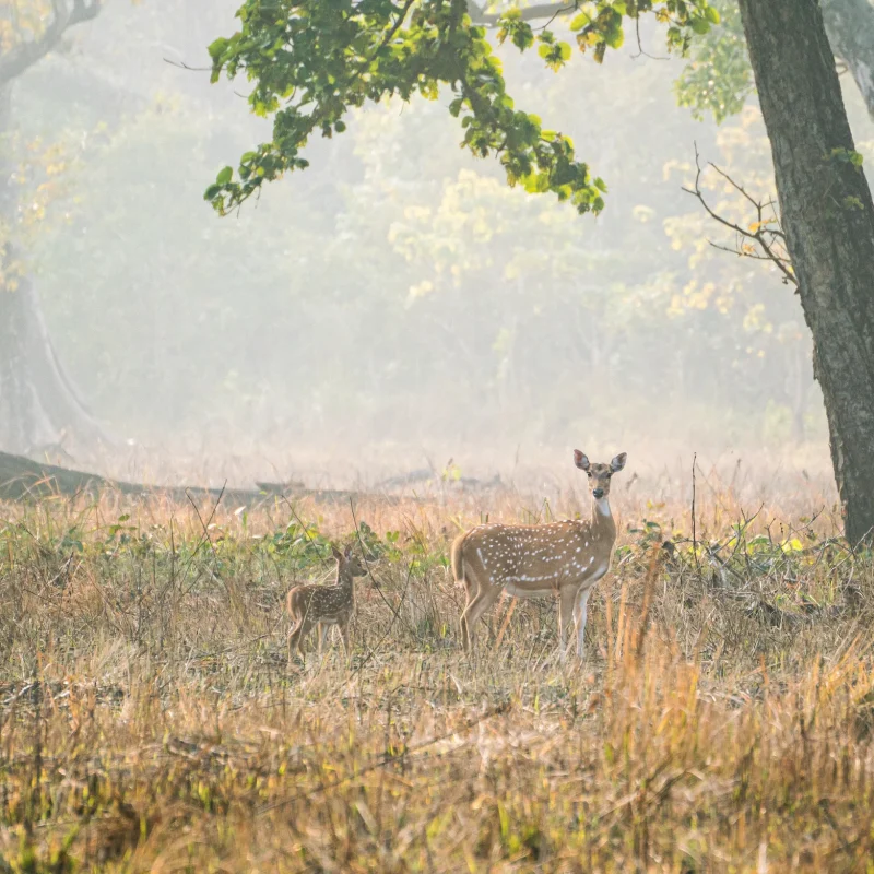Jungle safari Bardia Nepal