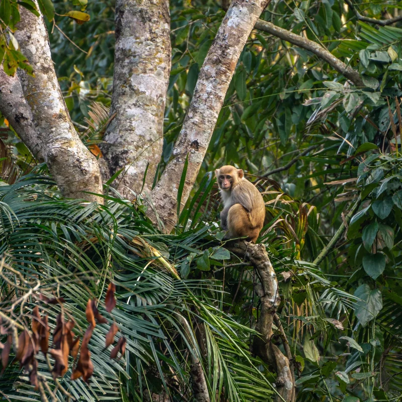 Walk jungle safari in Bardiya