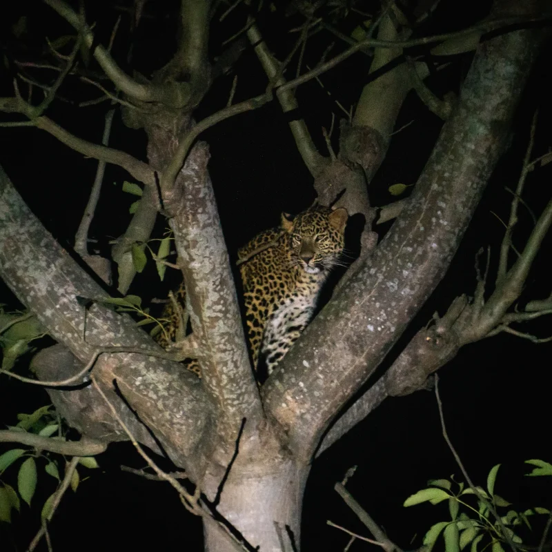 Leopard in Bardia National Park