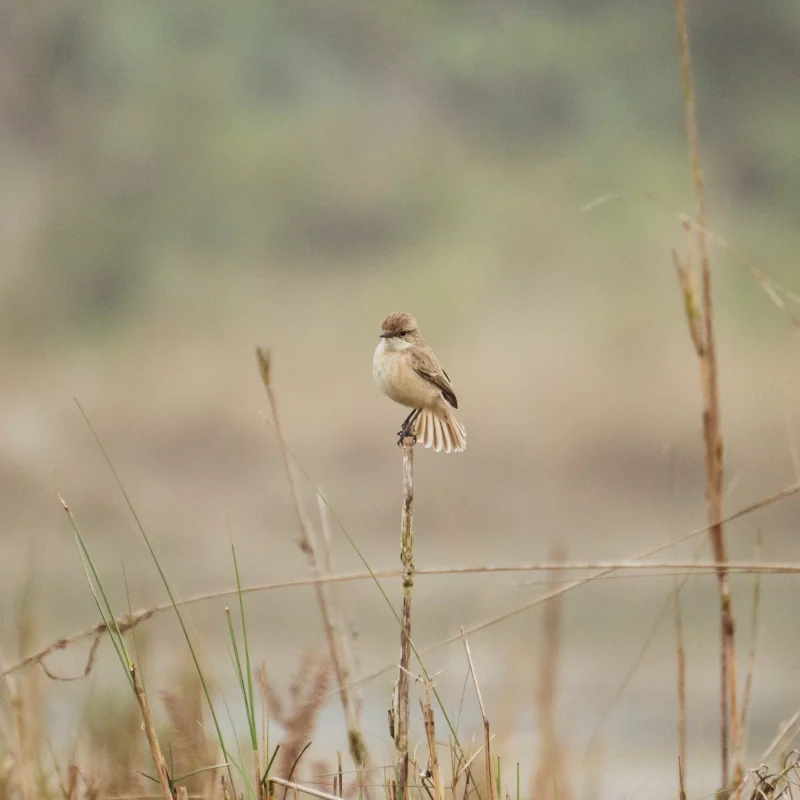 Birdwatching Bardiya National Park