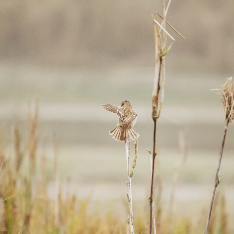 Birdwatching in Bardia National Park