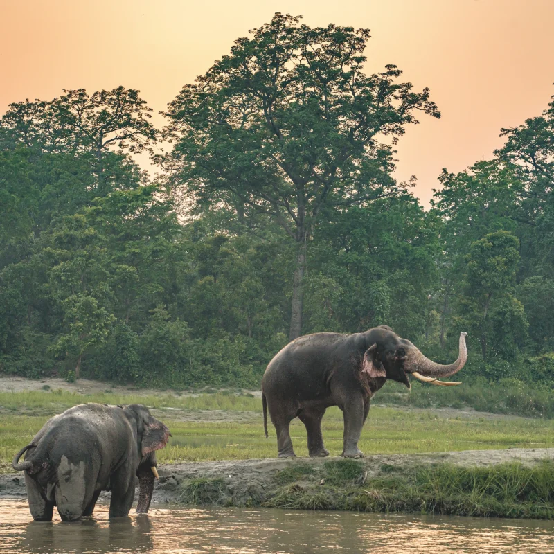 Wild elephants bardia nepal