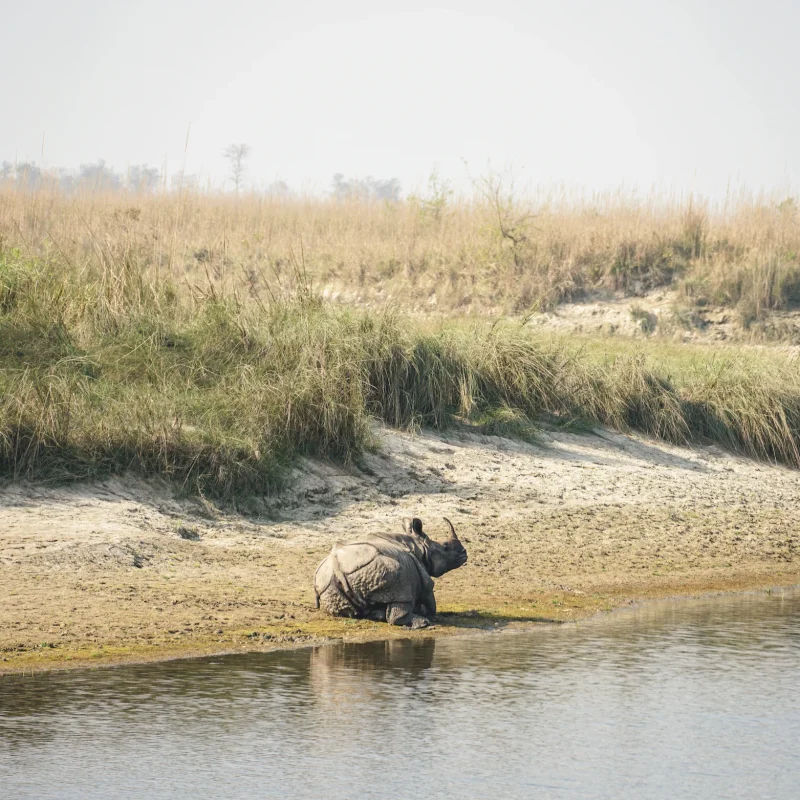 Rhinoceros Bardia National Park