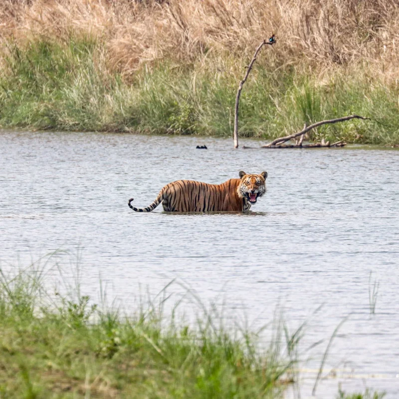 Tiger Bardia National Park